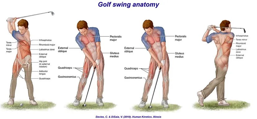 the Key Muscles Used in Golf